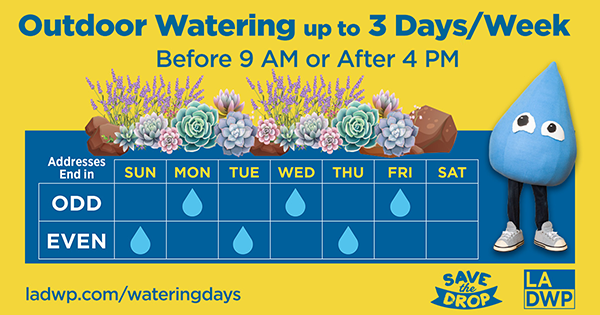 Recommended watering schedule: 3 days per week