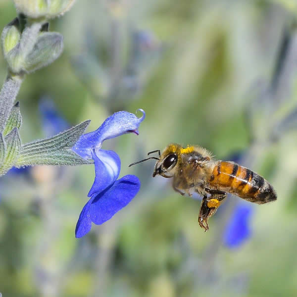 Bee on flower
