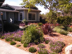 The same front yard after conversion to a drought-tolerant garden