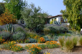 A low-water-use garden with native plants